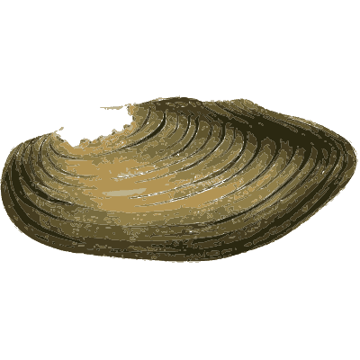 Freshwater mussel shell - Zoological Illustrations, Volume 1 - 1820