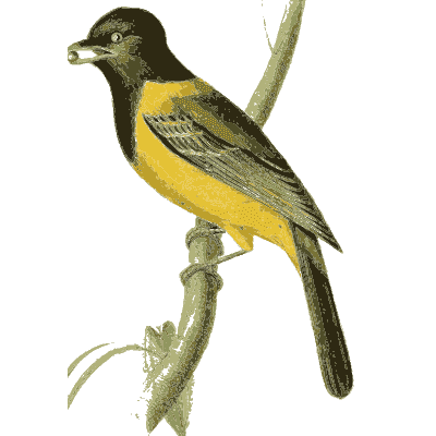 Black-headed yellow songbird - Zoological Illustrations, Volume 1 - 1820