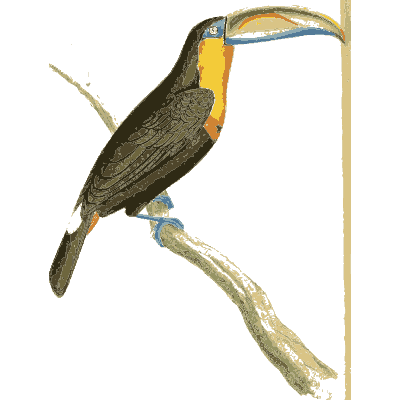 Aracari toucan on a branch - Zoological Illustrations, Volume 1 - 1820