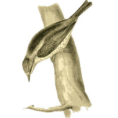 Climbing bird on a tree trunk - Zoological Illustrations, Volume 1 - 1820