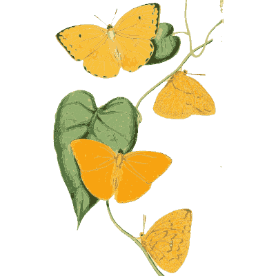 Yellow butterflies on a vine - Zoological Illustrations, Volume 1 - 1820