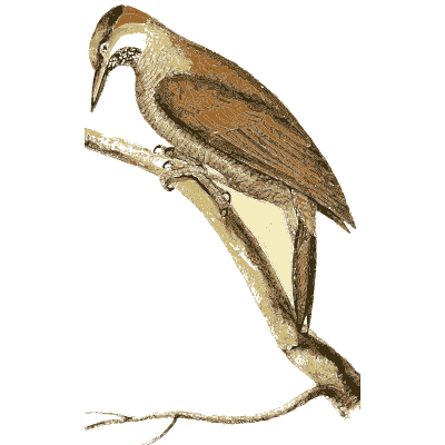 Brown woodcreeper on a twig - Zoological Illustrations, Volume 1 - 1820
