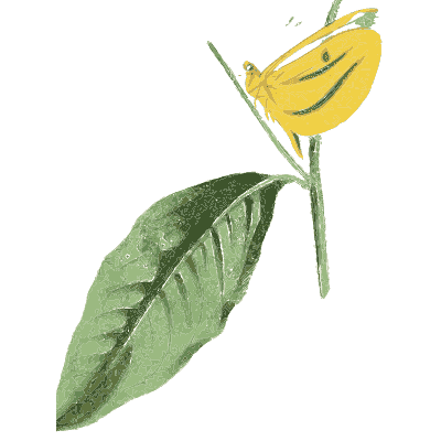 Yellow pea flower - Zoological Illustrations, Volume 1 - 1820