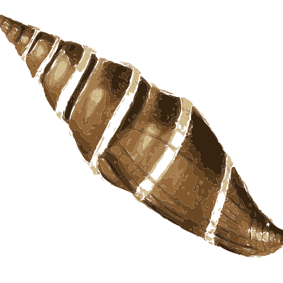 Banded spindle shell - Zoological Illustrations, Volume 1 - 1820