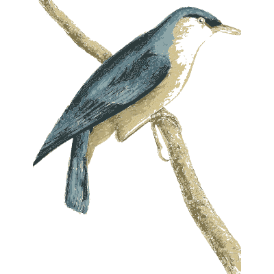 Blue-backed songbird on a branch - Zoological Illustrations, Volume 1 - 1820