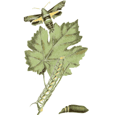 Moth and pupa on a vine leaf - Zoological Illustrations, Volume 1 - 1820