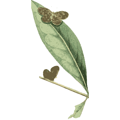 Two small moths on a leaf - Zoological Illustrations, Volume 1 - 1820
