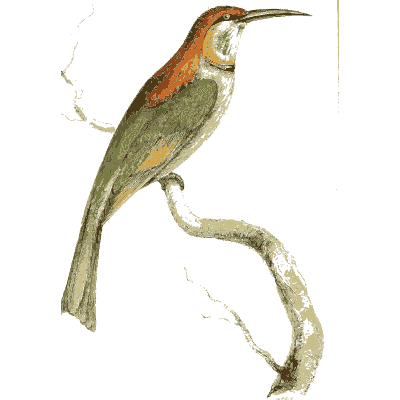 Curve-billed green bird - Zoological Illustrations, Volume 1 - 1820