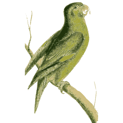 Green parrot on a branch - Zoological Illustrations, Volume 1 - 1820