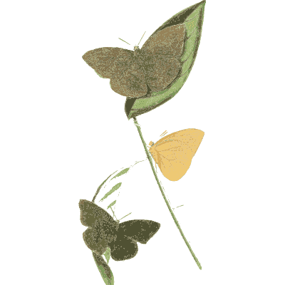 Three moths on a leafy stem - Zoological Illustrations, Volume 1 - 1820
