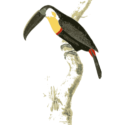 Black toucan with yellow bill - Zoological Illustrations, Volume 1 - 1820