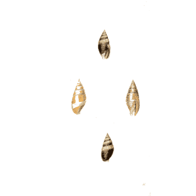 Small auger shells - Zoological Illustrations, Volume 1 - 1820
