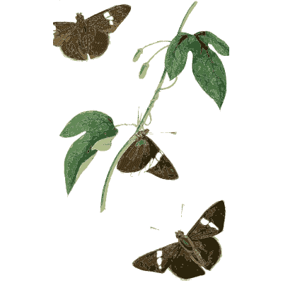 Three dark moths on a leafy stem - Zoological Illustrations, Volume 1 - 1820