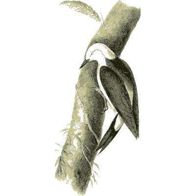 Black and white bird clinging to a stem - Zoological Illustrations, Volume 1 - 1820