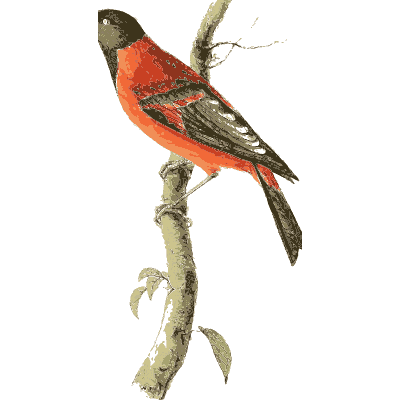 Scarlet-breasted finch - Zoological Illustrations, Volume 1 - 1820