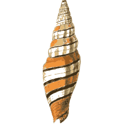 Banded spire shell - Zoological Illustrations, Volume 1 - 1820