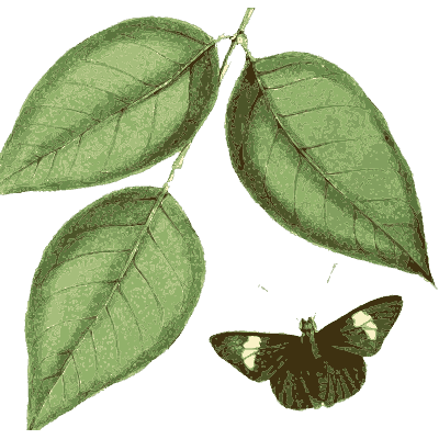 Small moth below broad leaves - Zoological Illustrations, Volume 1 - 1820