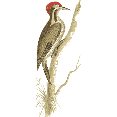 Red-crested woodpecker - Zoological Illustrations, Volume 1 - 1820