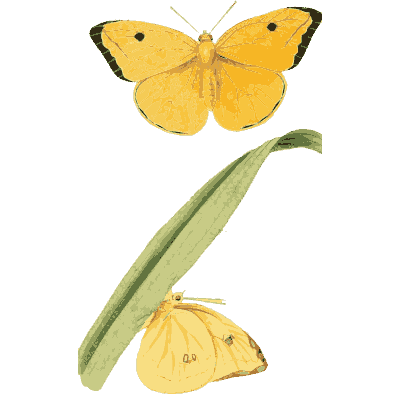 Yellow butterflies on a grass leaf - Zoological Illustrations, Volume 1 - 1820