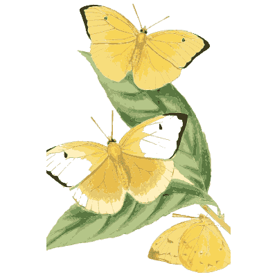 Yellow butterflies on a leafy stem - Zoological Illustrations, Volume 1 - 1820