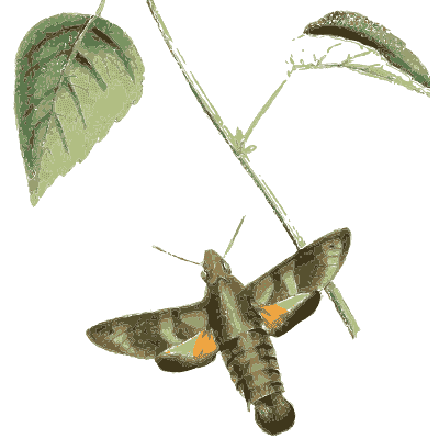 Hawk moth under a leafy stem - Zoological Illustrations, Volume 1 - 1820