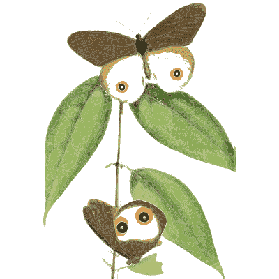 Brown eyespot butterflies on a vine - Zoological Illustrations, Volume 1 - 1820
