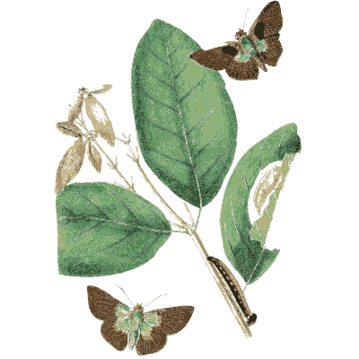 Moths and caterpillar on a leafy stem - Zoological Illustrations, Volume 1 - 1820