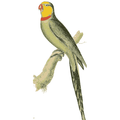Green parakeet with red and yellow face - Zoological Illustrations, Volume 1 - 1820