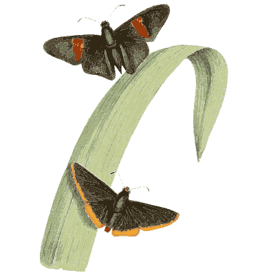 Red-banded dark moths on a grass leaf - Zoological Illustrations, Volume 1 - 1820