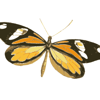 Orange and black butterfly - Zoological Illustrations, Volume 2 - 1821