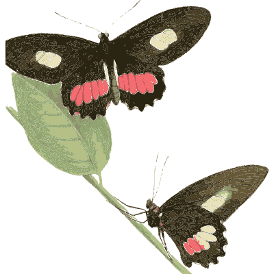 Pink-spotted swallowtail butterflies - Zoological Illustrations, Volume 2 - 1821
