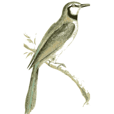 Grey songbird with white eyebrow - Zoological Illustrations, Volume 2 - 1821