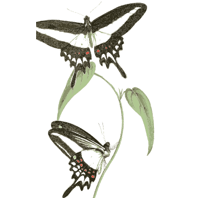 Black and white swallowtail butterflies - Zoological Illustrations, Volume 2 - 1821