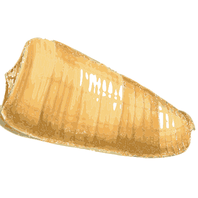 Pale cone shell - Zoological Illustrations, Volume 2 - 1821
