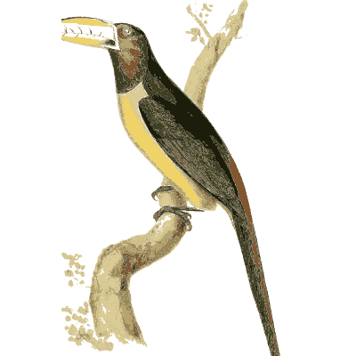 Long-tailed aracari toucan - Zoological Illustrations, Volume 2 - 1821