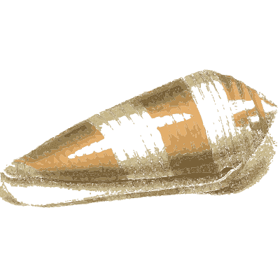 Brown and white cone shell - Zoological Illustrations, Volume 2 - 1821