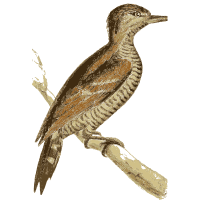 Barred brown bird on a twig - Zoological Illustrations, Volume 2 - 1821