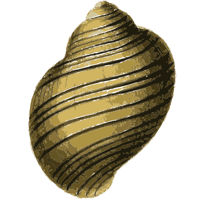 Spiral-grooved snail shell - Zoological Illustrations, Volume 2 - 1821
