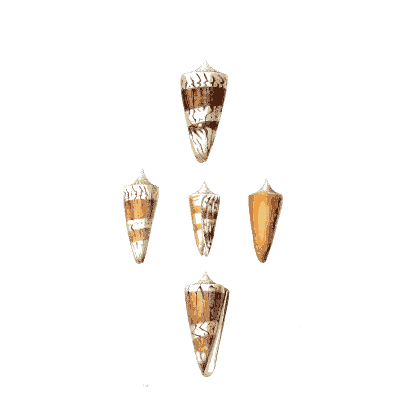 Three striped cone shells - Zoological Illustrations, Volume 2 - 1821