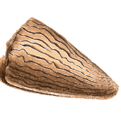 Pink wavy-lined cone shell - Zoological Illustrations, Volume 2 - 1821
