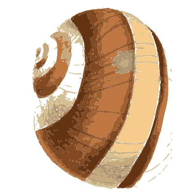 Large banded snail shell - Zoological Illustrations, Volume 2 - 1821
