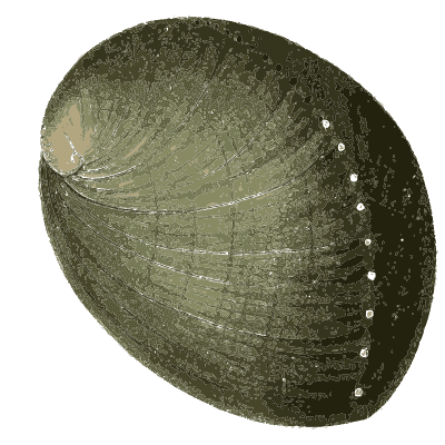 Green abalone shell - Zoological Illustrations, Volume 2 - 1821