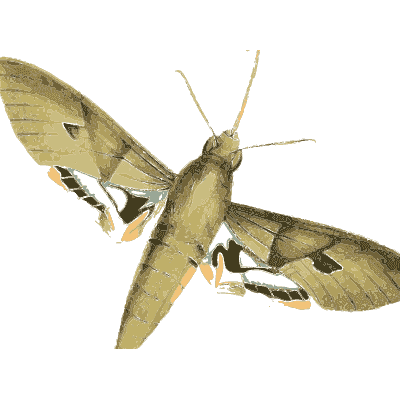 Hawk moth with wings spread - Zoological Illustrations, Volume 2 - 1821