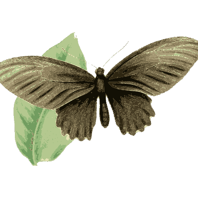 Dark grey butterfly on a leaf - Zoological Illustrations, Volume 2 - 1821