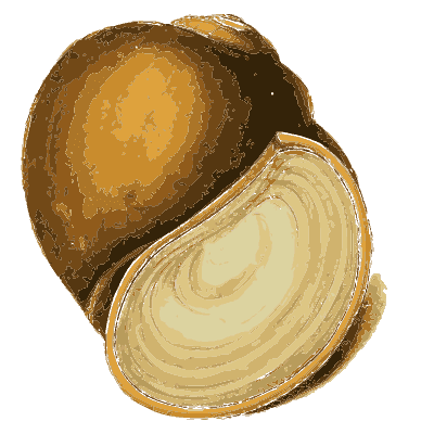 Brown snail shell with aperture - Zoological Illustrations, Volume 2 - 1821