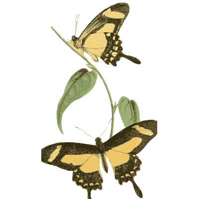 Yellow and black swallowtail butterflies - Zoological Illustrations, Volume 2 - 1821