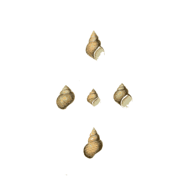 Tiny snail shells - Zoological Illustrations, Volume 2 - 1821