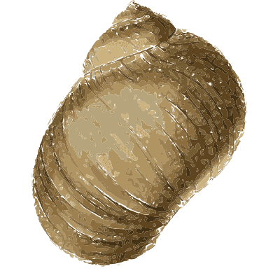 Barrel-shaped brown shell - Zoological Illustrations, Volume 2 - 1821