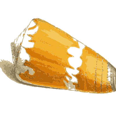 Orange and white cone shell - Zoological Illustrations, Volume 2 - 1821