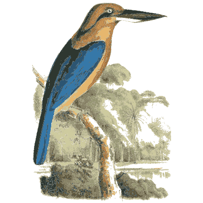 Blue kingfisher with ruins behind - Zoological Illustrations, Volume 2 - 1821
